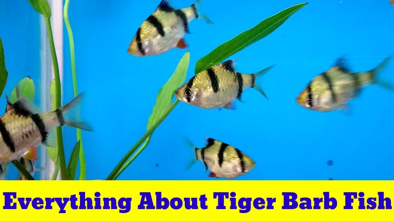 Everything About Tiger Barb Fish YouTube