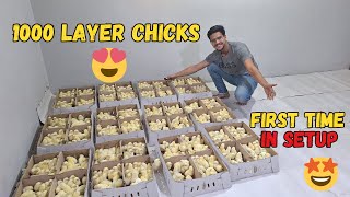 1000 Layer Chicks New Entry At Farm Small Scale Layer Chicken Farming At Rooftop
