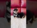 黒豆柴ベビーたち続々誕生中🖤 🖤Los bebés Shiba de frijol negro están naciendo uno tras otro🖤Black Shiba not野良犬