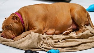 DOG BIRTHING SECRETS  LETS TALK DOGS