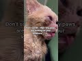 Together we can save them all. For Any Support Click Our Link In Bio To Help! #cat #viral # food