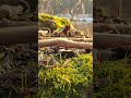 Mossy Top to Ancient Rock Layers | Conglomerate Rock Transition | 4K Nature #nature #ancient #relax