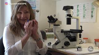 Didymo Alga Invasora - Mendoza - Argentina Dra. Patricia Peralta Cs. Biológicas Aguas Arriba ESPN