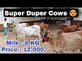 🌹🌹 Super Quality Desi Cow available for Buyers ♥️ in Very Resnable Rate. Mangali, Hisar