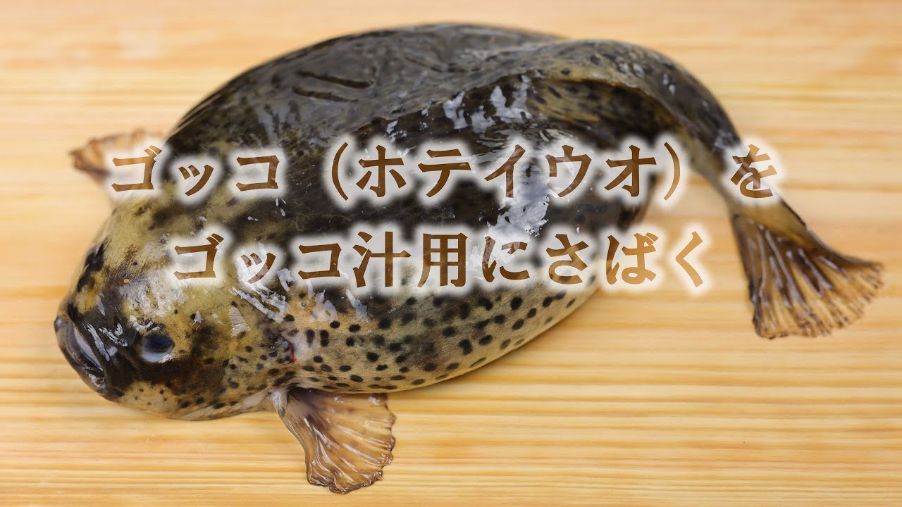北海道のゴッコ（ホテイウオ）をゴッコ汁用にさばいてみた