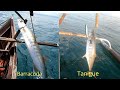 Tangigue, Barracuda,,Catch and Cook,,kinilaw na Tangigue..