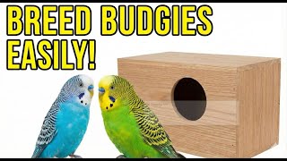 How To Breed Budgies  Complete Beginners Guide pet Budgies