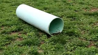 Pembroke Welsh Corgi Puppies For Sale