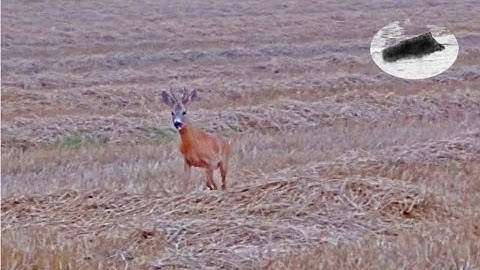 How to call in roebuck #2 Roebuck hunting Wabienie kozła Rehbock Blattjagd Chasse approche brocard