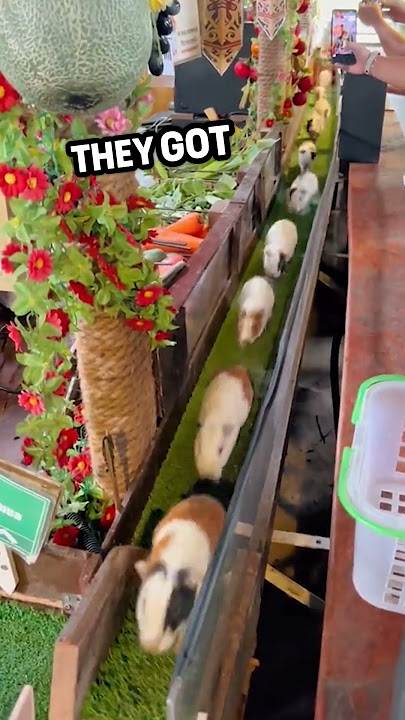 A man tries to bury these guinea pigs. They get an amazing life instead! 🥹 ❤️ #shorts