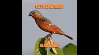 WIET WIET FIRE RED | ROWTIE | LORTI | TRAINING VIDEO