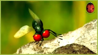 A Gust Of Wind | Minuscule 🍃 85' Compilation