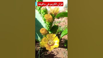 سورة.الفرقان.سعود.الشريم #المصحف #لايك #quran #duet #flowers #اكسبلور #ترند احترم.القران.دقيقة #لاي
