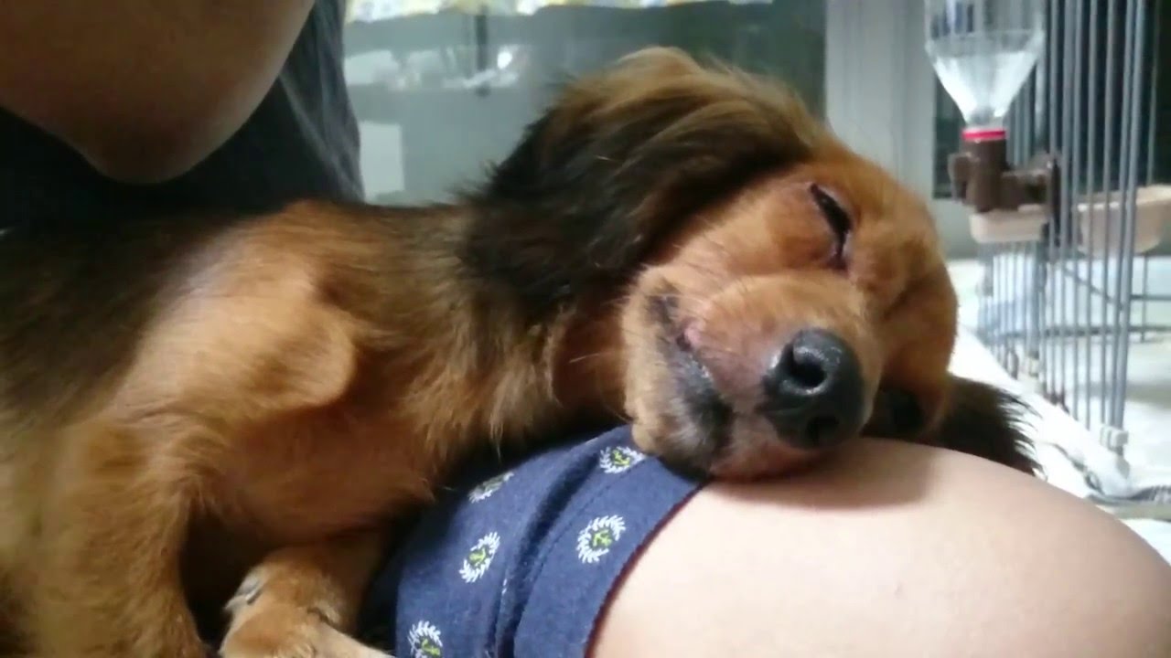 落ち着く うたた寝姿がかわいいミニチュアダックスフンド Dachshund Youtube