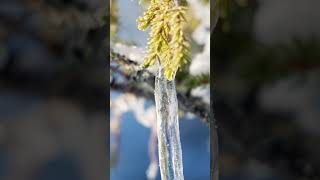 Snow shoe adventure in Enafors, Sweden - nature moments 4