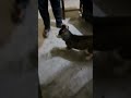 Tasha#dogbreed#vlog#husky#cute#funny
