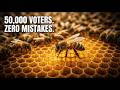 "50,000 Bees Vote on Where to Live — No Leader, No Fights, Zero Mistakes"