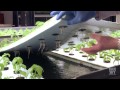 How FarmedHere uses aquaponics to serve customers locally produced food