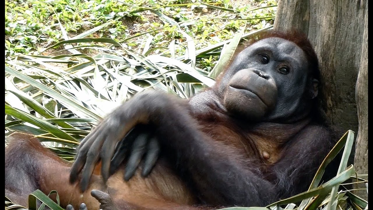 お股をおっぴろげてお腹を掻くオランウータン/ Orangutan scratching