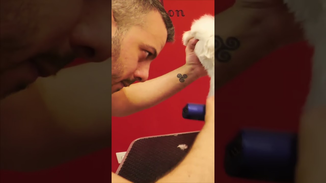 Watch This Dog Get The CUTEST Trim Ever! #shorts
