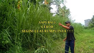 SAPI BALI 6 EKOR | STOK BANK PAKANNYA SEGINI