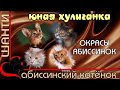 Абиссинский котенок. Окрасы абиссинских кошек. Colors of Abyssinian cats.