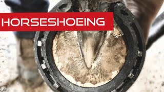 Hot Shoeing Horse Foot !