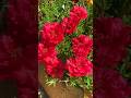 Fresh flower looking blooming portulaca flowers #shorts #viralvideo #garden #diy