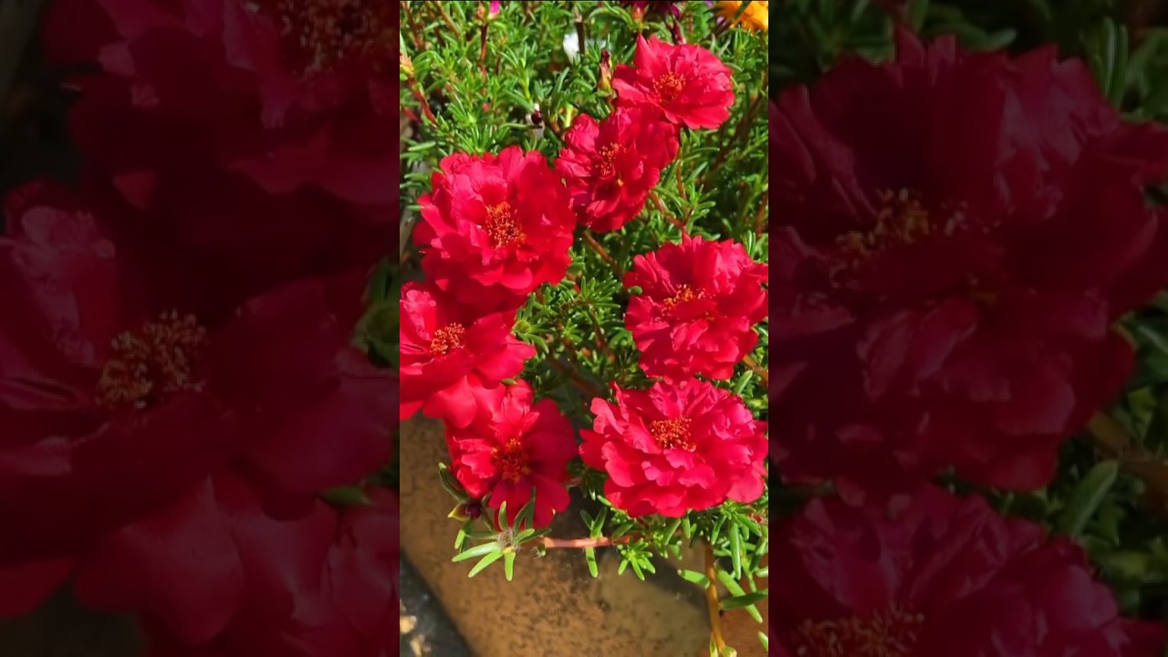 Fresh flower looking blooming portulaca flowers #shorts #viralvideo #garden #diy
