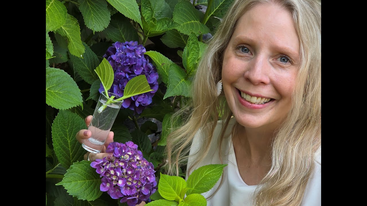 No money for flowers?  You can still get more hydrangeas!