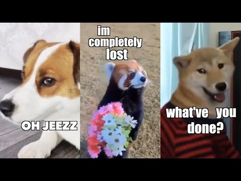 Video Funny Animal Voiceover Compilation Part 3 @klrdubs... - youtube