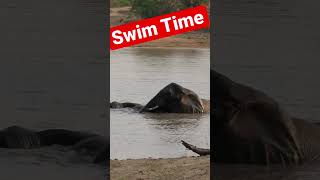 Lovely Swimming Elephant