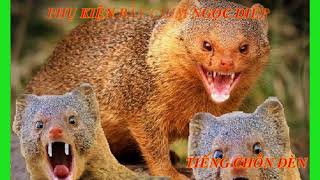 Tiếng chồn đèn mồi chuẩn, co file mp3