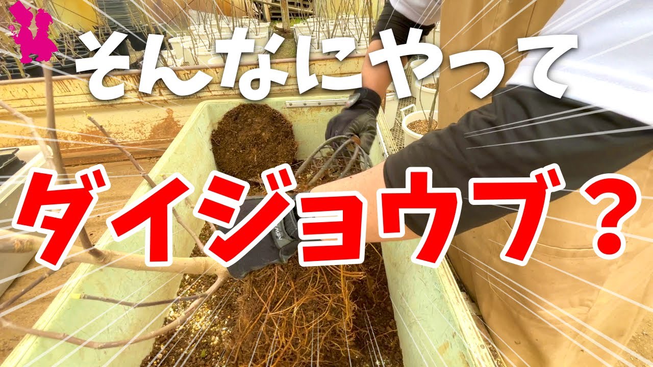 【必須】鉢植えイチジクなら絶対やるべき植え替えを園芸農家が実演(鉢増し・植え戻し)