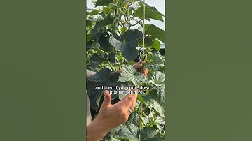 Cucumber Line Training  #garden #cucumber #trellis