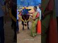 THAI PONGALUM PONGUTHU #youtube #tamil #bull #jallikattu #kangayam_kalai #cow #love