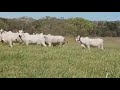 Vacas paridas da Fazenda Pioneira em Barrolandia no Tocantins