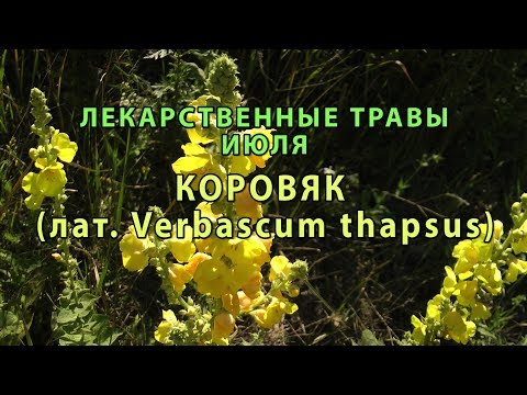 Лекарственные растения июля "Коровяк"