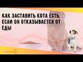 Как заставить кота есть, если он отказывается от еды