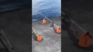 ゴリラみたいなパワーを持つ魚のアタリ