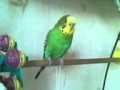 Мой попугайчик Саша,учу его разговаривать.