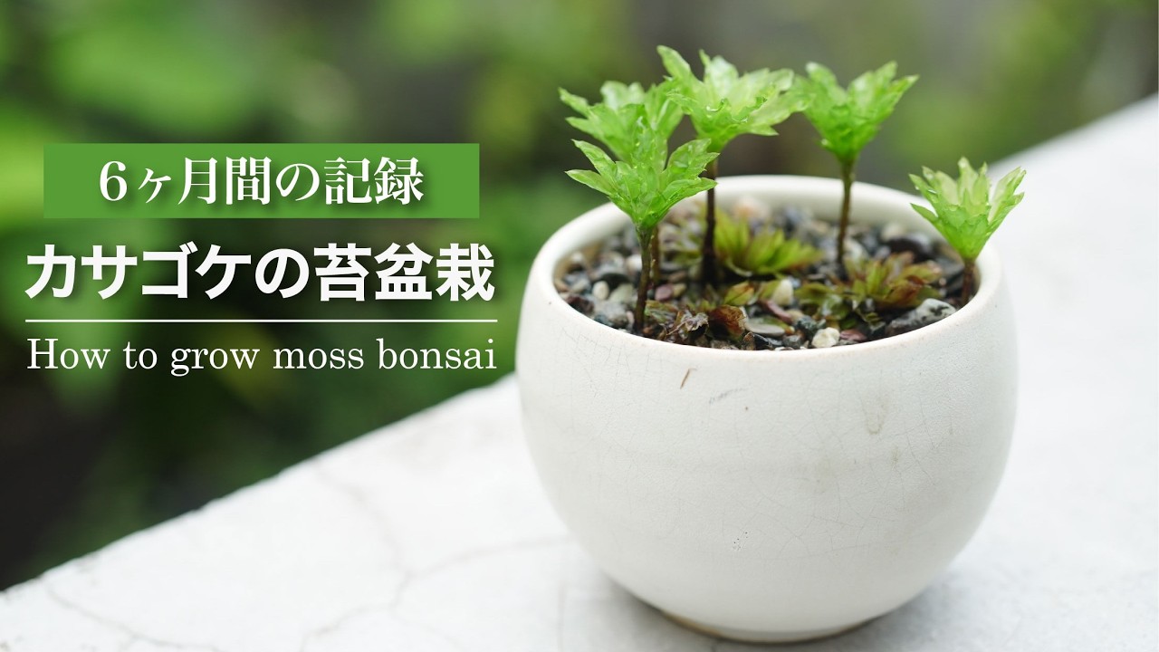 カサゴケ4芽入り 苔テラリウム作製用素材苔 | 苔テラリウム専門