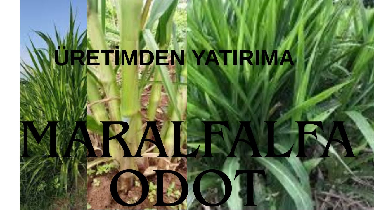 Yem bitkisi / Maralfalfa / Odot