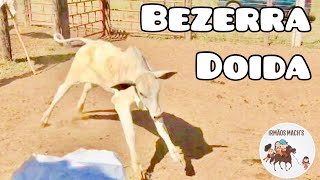 Bezerra Nelore Valente, Colocou Todo Mundo Pra Subir Na Cerca - Irmãos Machs