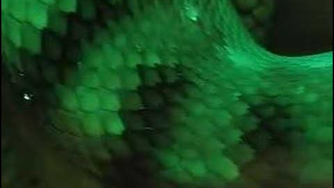 Amethystine Scrub Python