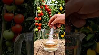 ⚠️ La fórmula casera que está haciendo explotar de tomates las plantas 😱Más grandes y más sabrosos