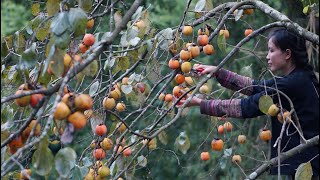 Hồng Treo Gió Bạn Đã Thử Chưa? | Wind dried persimmon