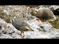Кавказский улар (Tetraogallus caucasicus) | Film Studio Aves