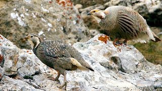 Caucasian snowcock - singing bird of Caucasus Mountains | Film Studio Aves