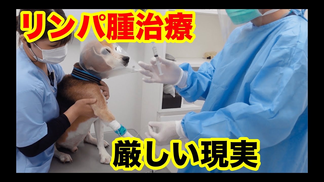 犬のリンパ腫治療　厳しい現実